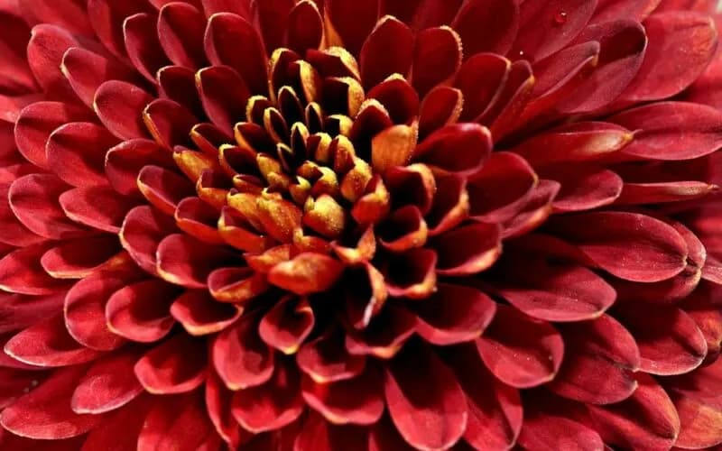 Ozdoby: Jak zrobić piękne kwiaty do wieńca dożynkowego krok po kroku