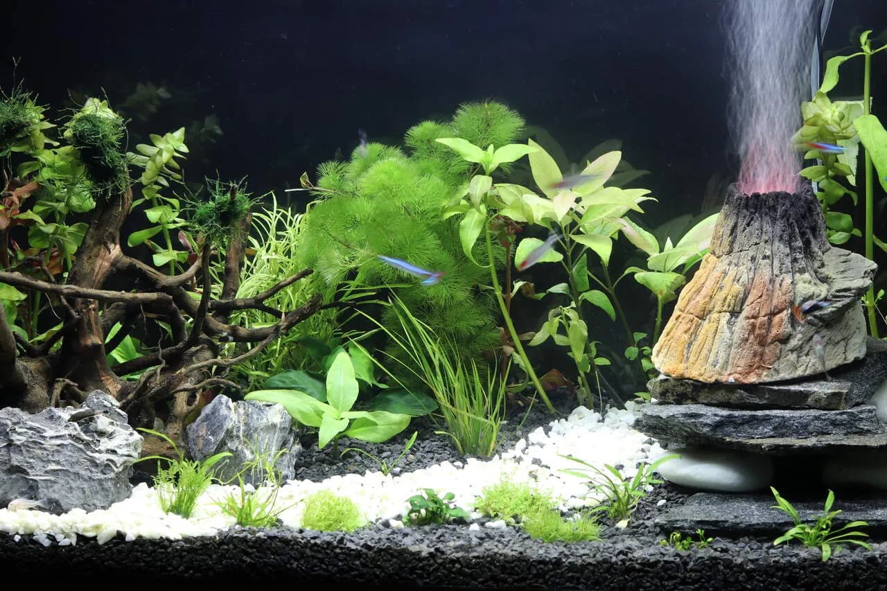 Jak zrobić ozdoby do akwarium - proste i bezpieczne pomysły na dekoracje