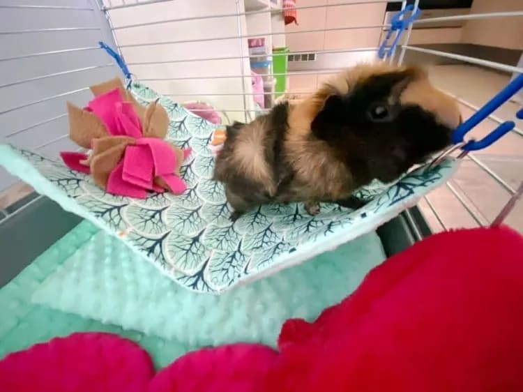 Jak wykonać hamak dla świnki morskiej DIY, by zapewnić jej komfort